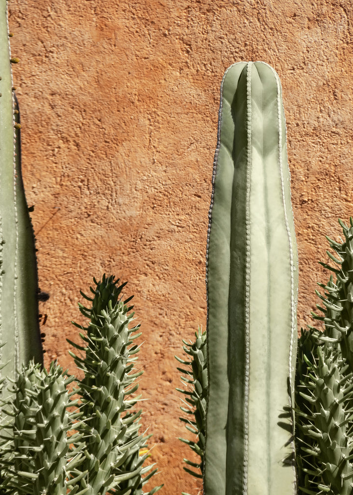 Canvastavla - Cactus Plant