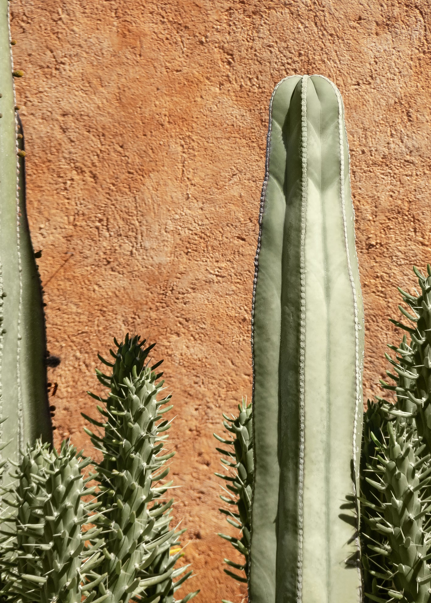 Ljuddämpande tavla - Cactus Plant