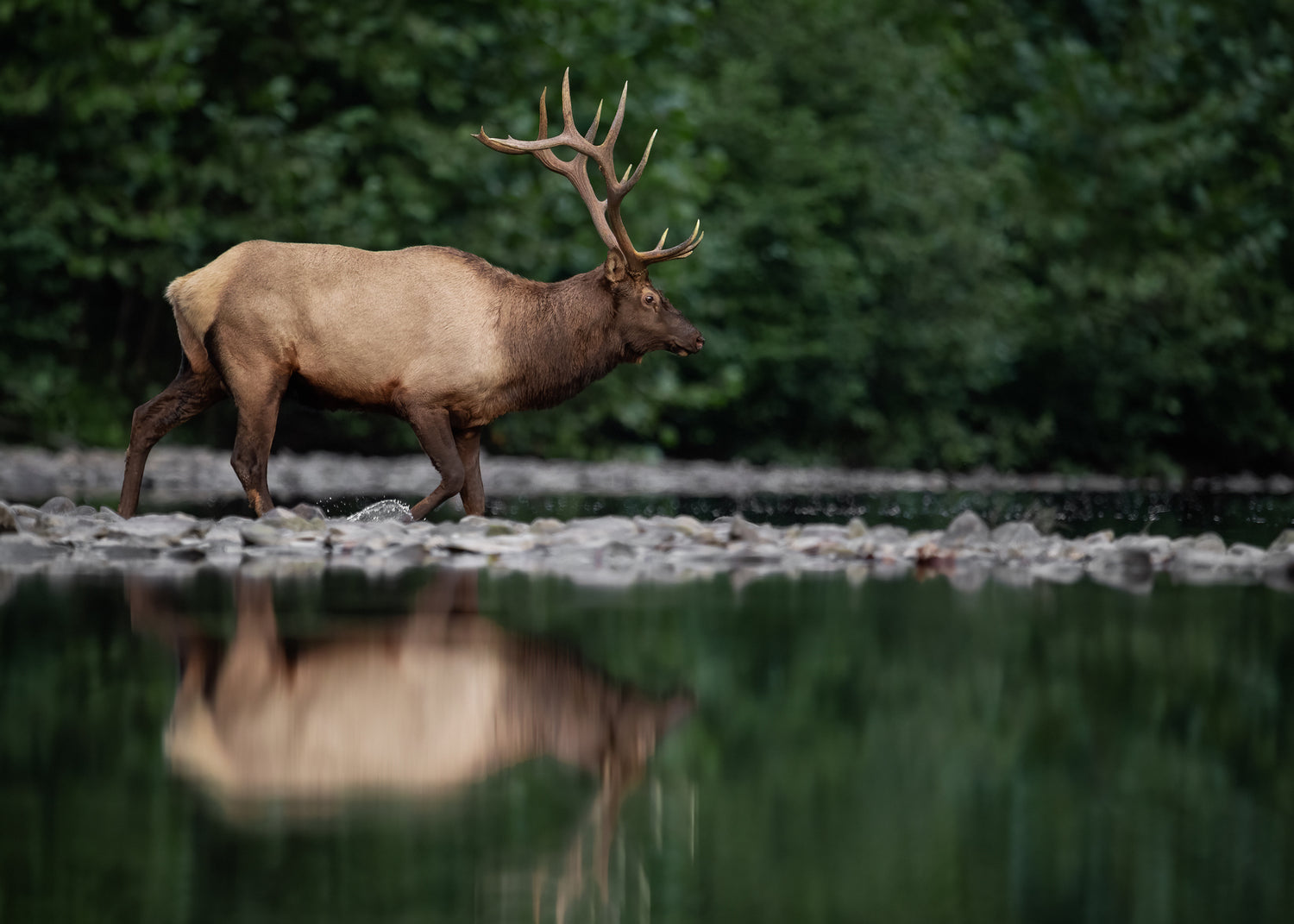 Canvastavla - Elk Reflection