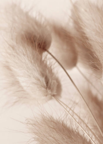Canvastavla - Soft Pampas No2