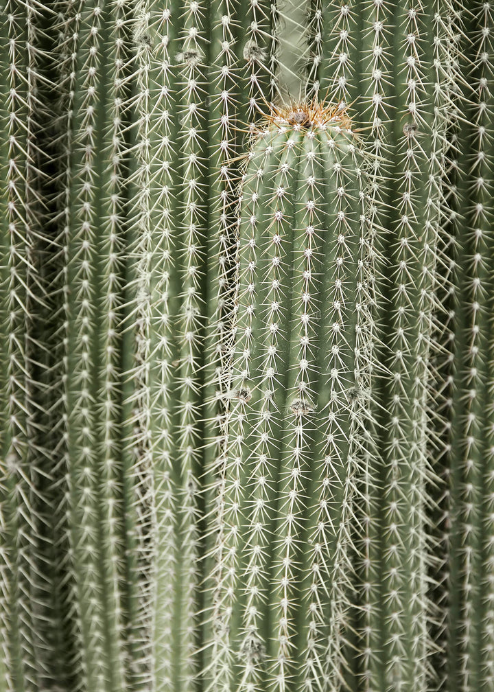 Canvastavla - Green Cactus