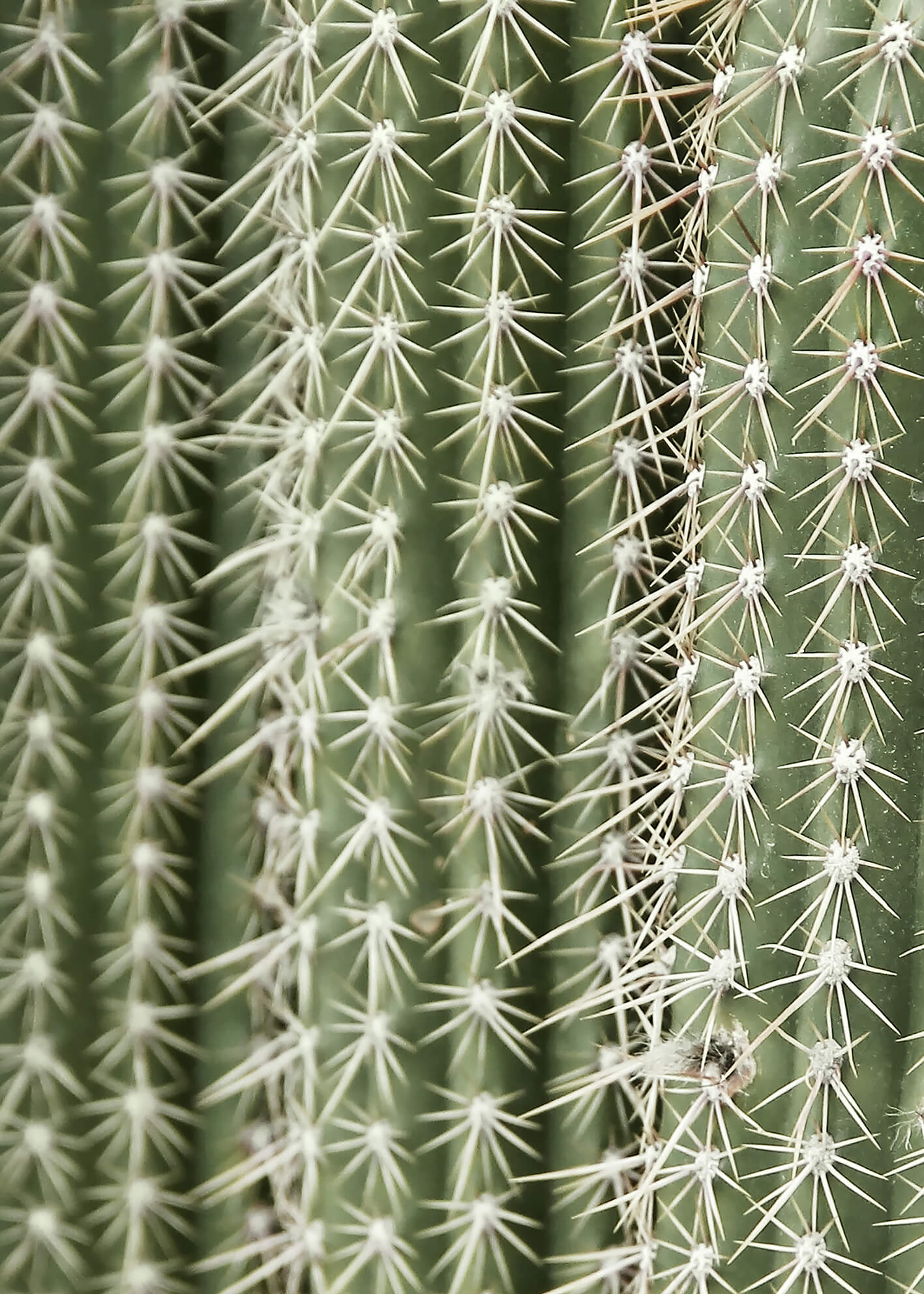 Canvastavla - Green Cactus