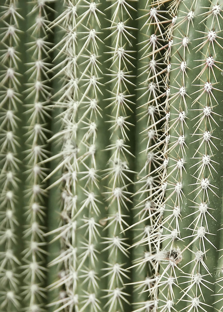 Canvastavla - Green Cactus
