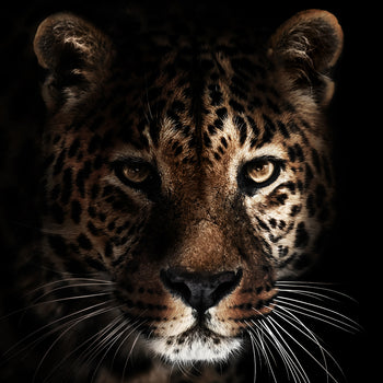 Canvastavla - Ferocity