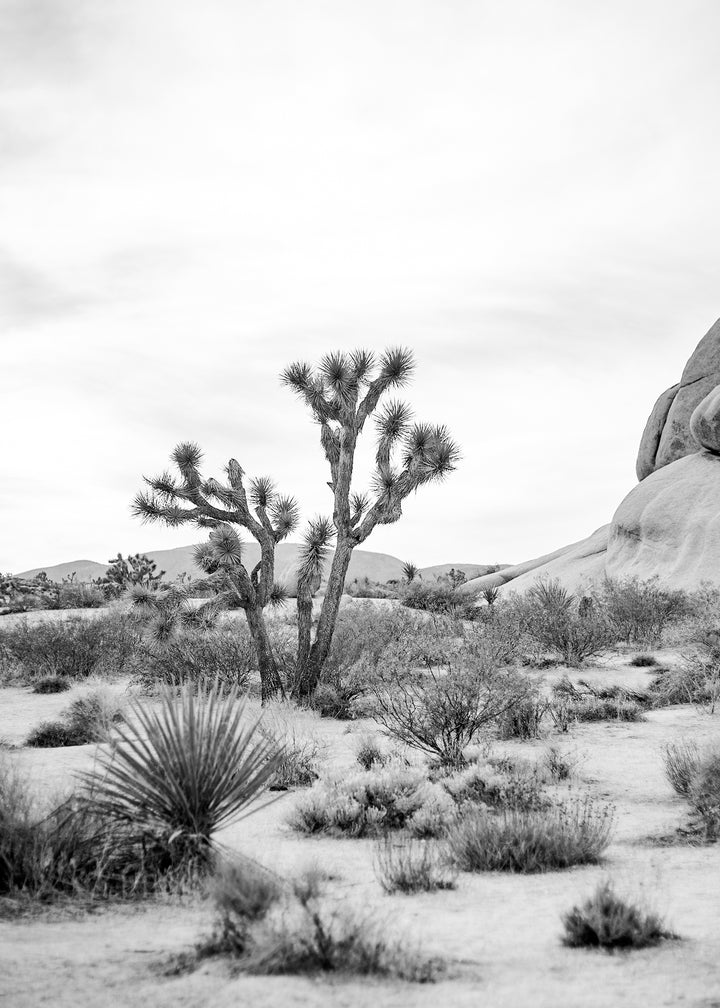 Canvastavla - Joshua Tree