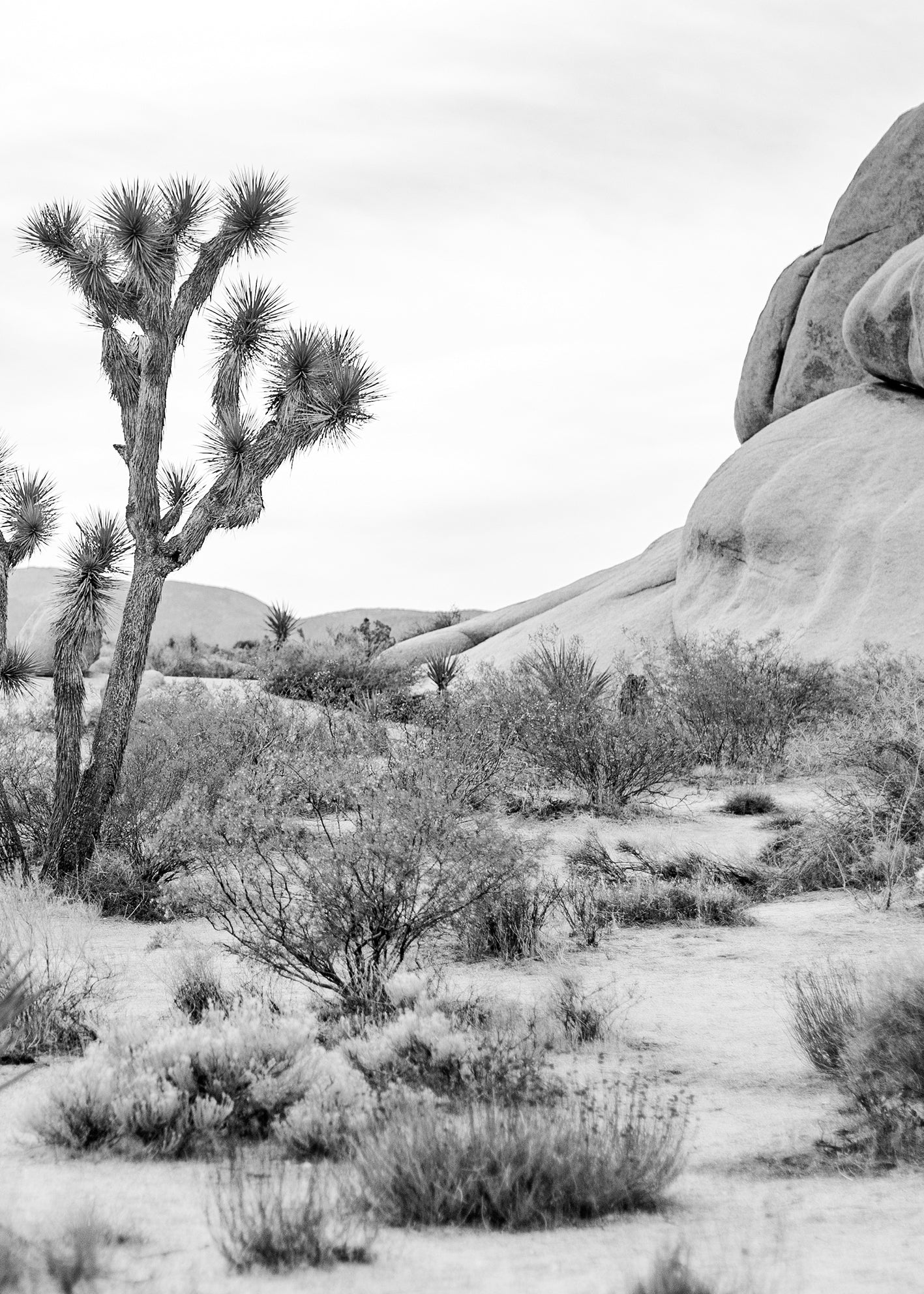 Canvastavla - Joshua Tree