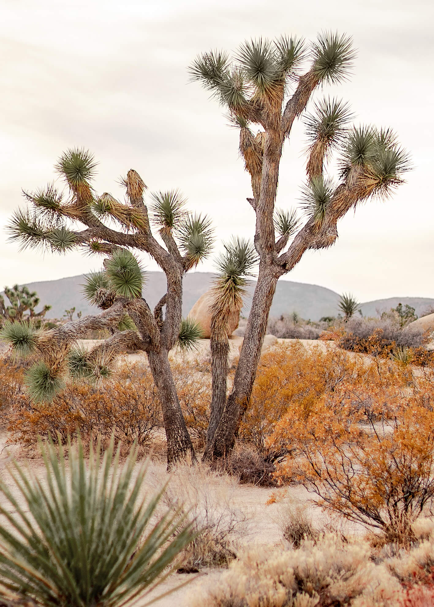 Canvastavla - Desert of California