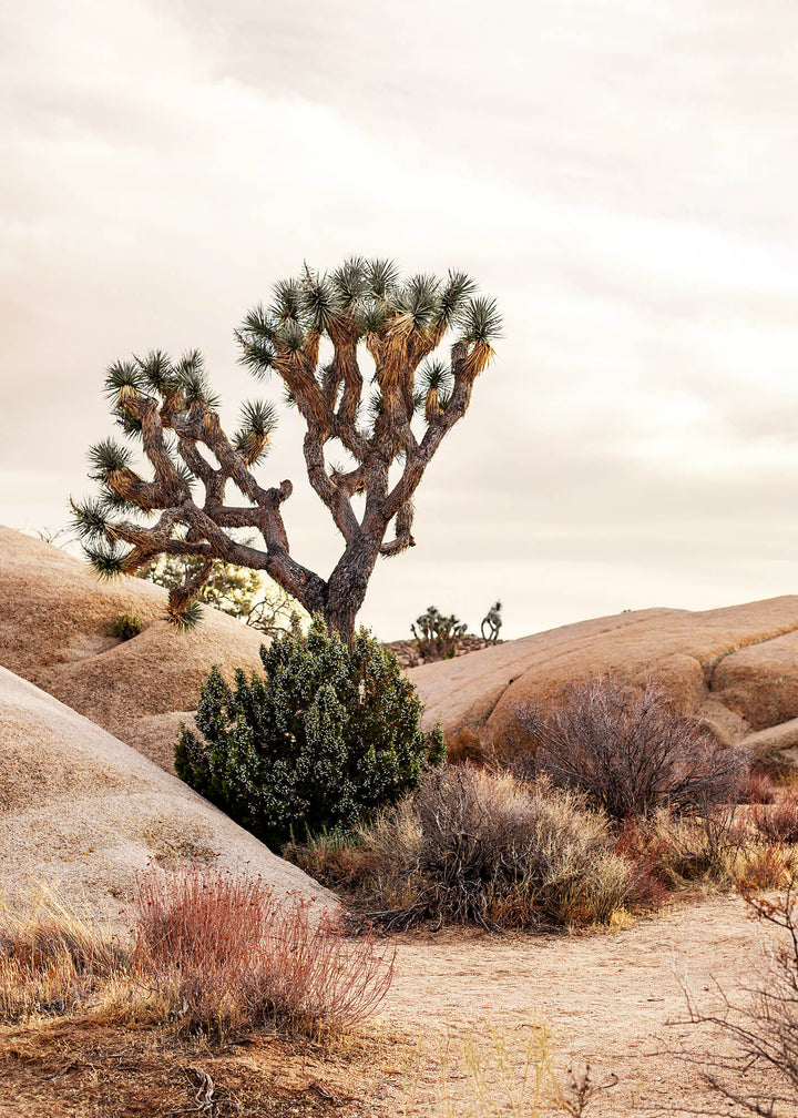 Canvastavla - Joshua Tree Desert