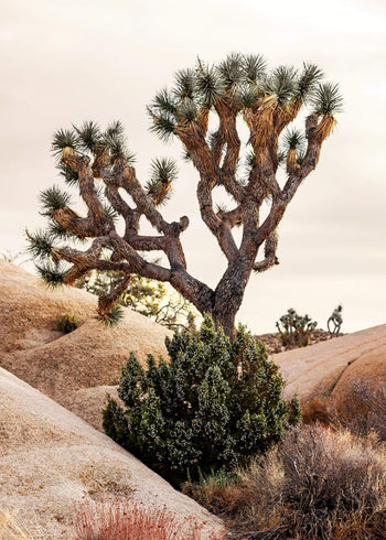 Canvastavla - Joshua Tree Desert