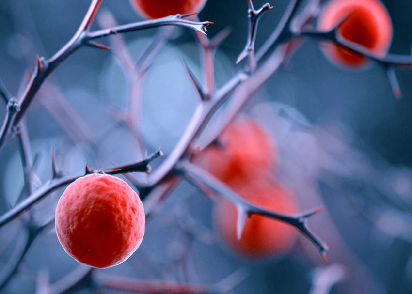 Tavla - Magical berries