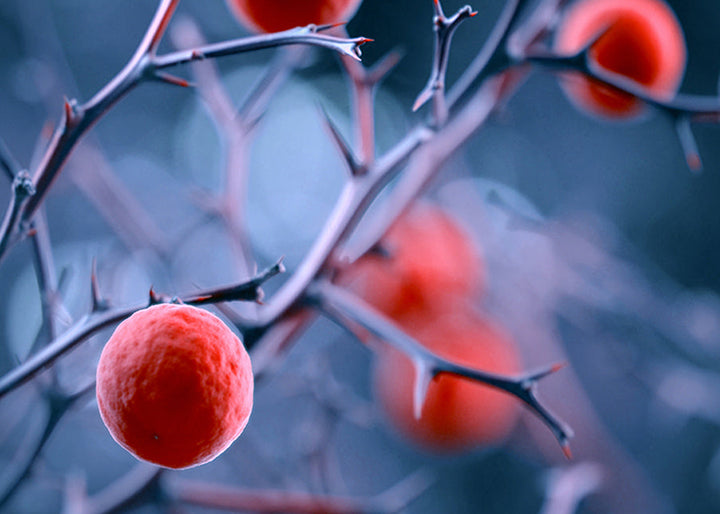 Tavla - Magical berries