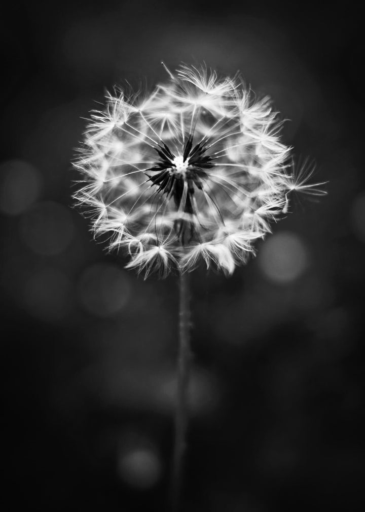 Canvastavla - Dandelion wish
