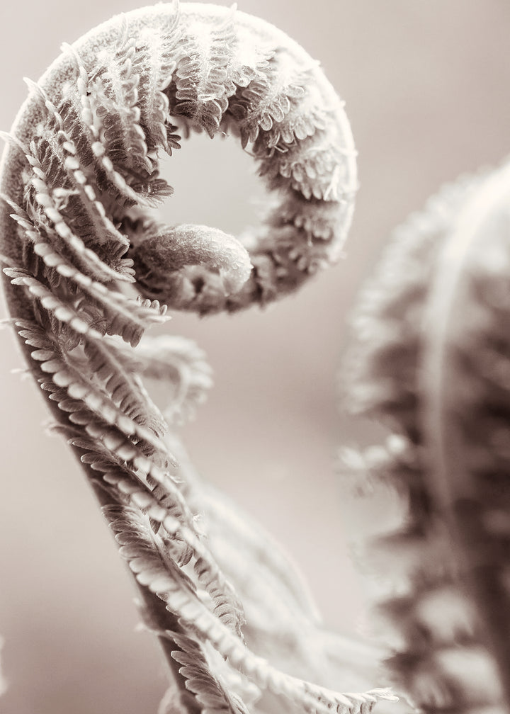 Canvastavla - Fern Leaves