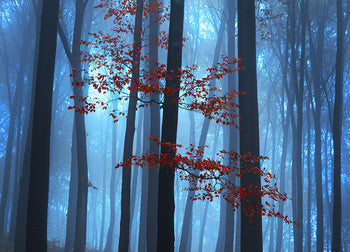 Canvastavla - Foggy Forest