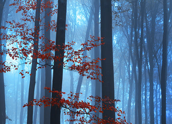 Canvastavla - Foggy Forest