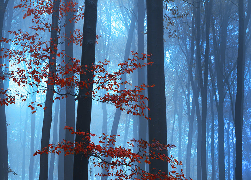Canvastavla - Foggy Forest