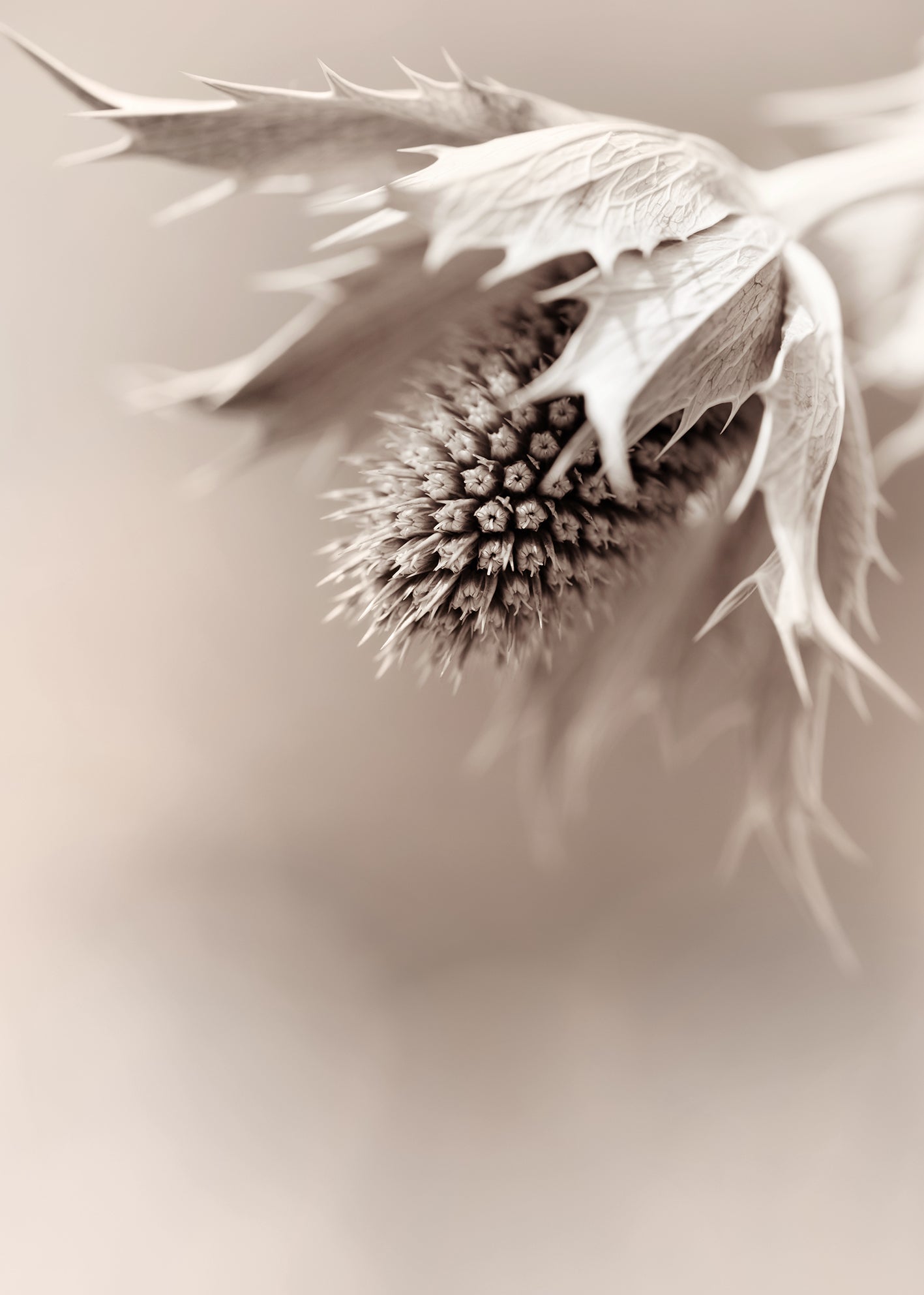 Canvastavla - Eryngium