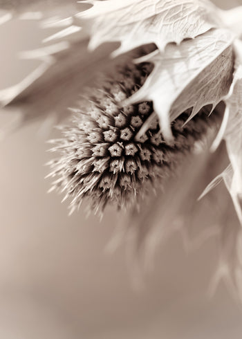 Canvastavla - Eryngium