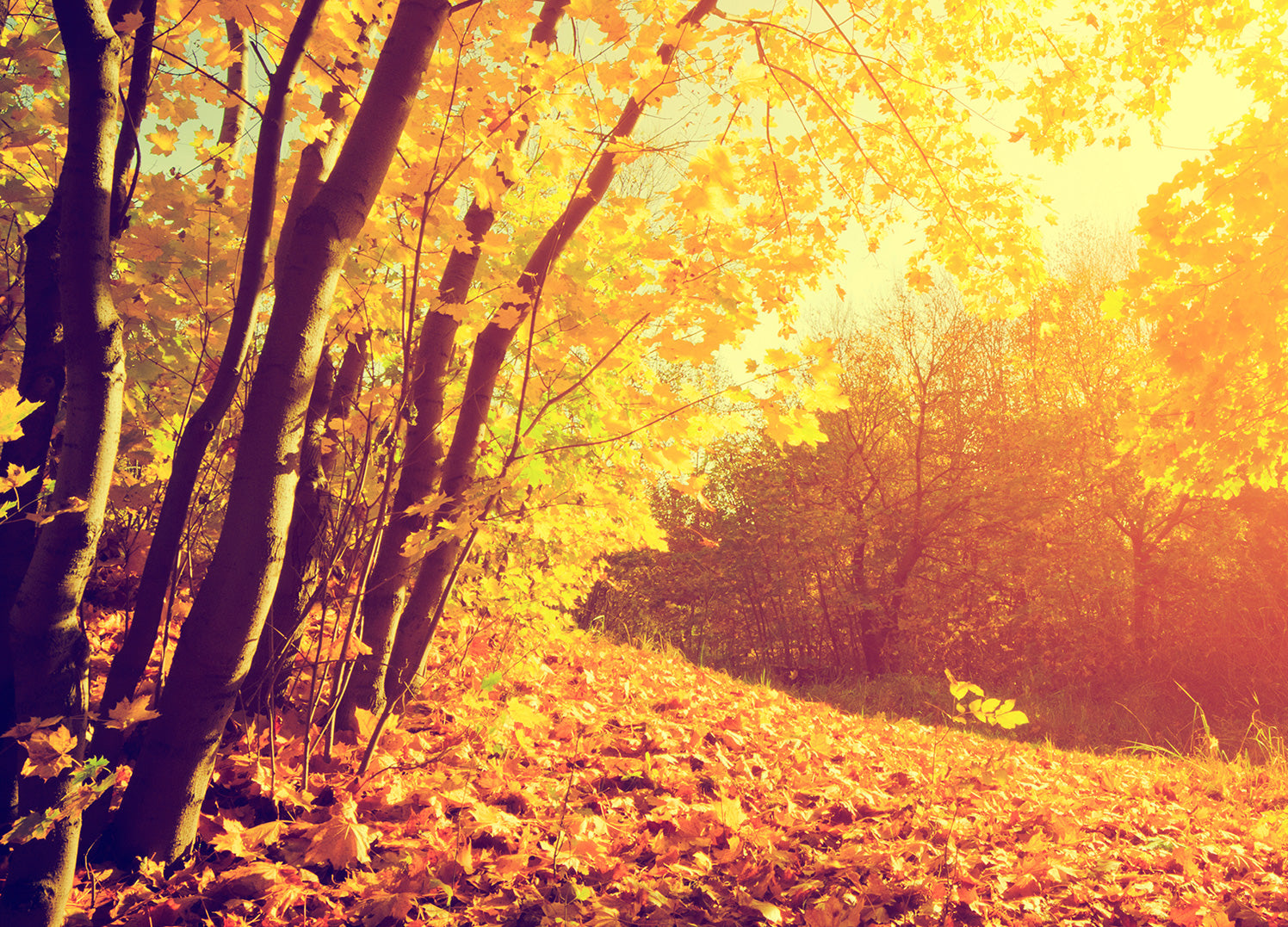 Canvastavla - Autumn forest