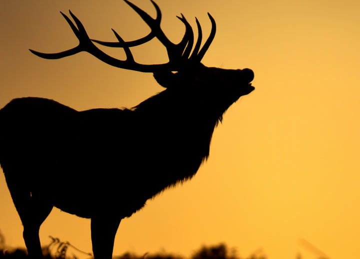 Canvastavla - Deer