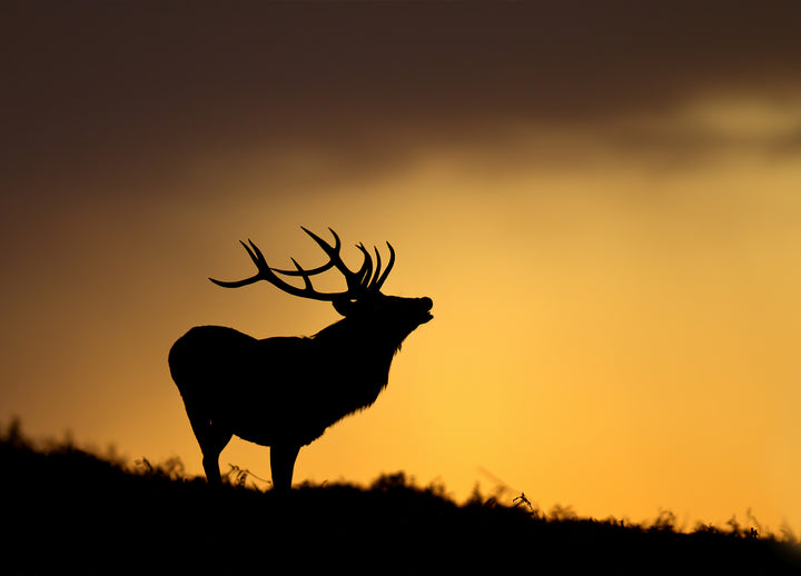 Canvastavla - Deer