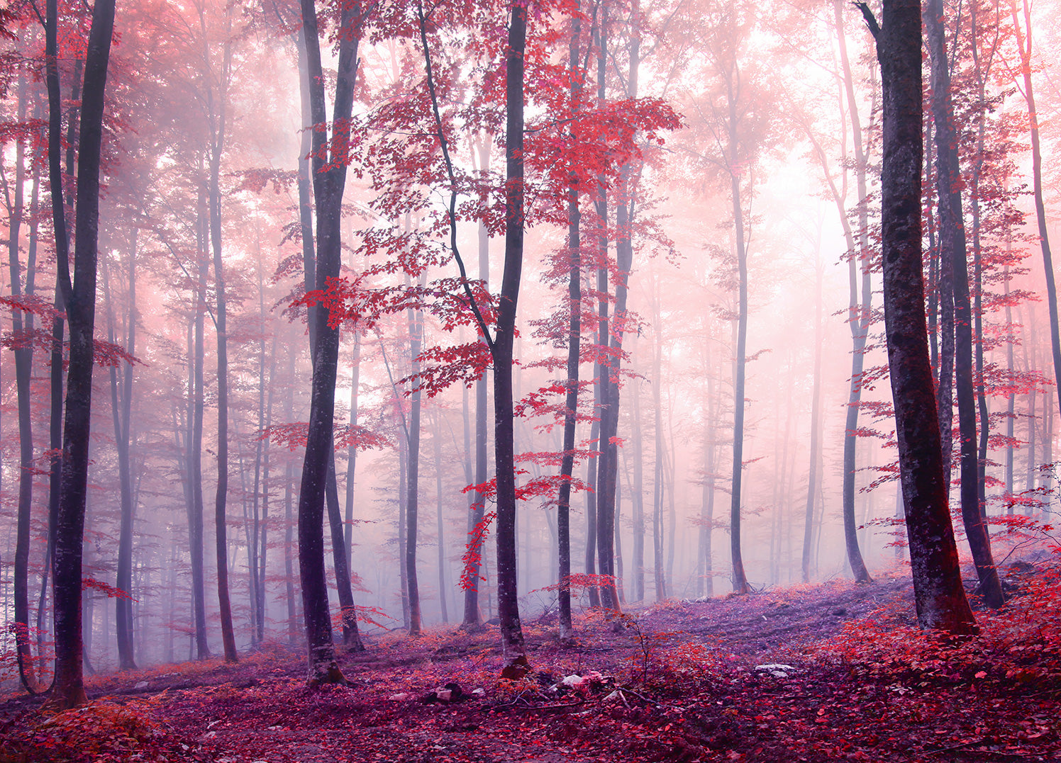 Canvastavla - Red Forest
