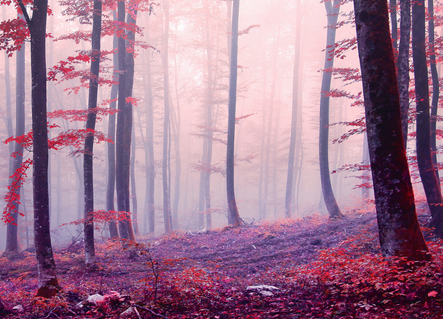 Canvastavla - Red Forest
