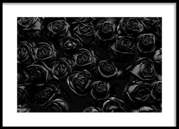 Poster - Roses