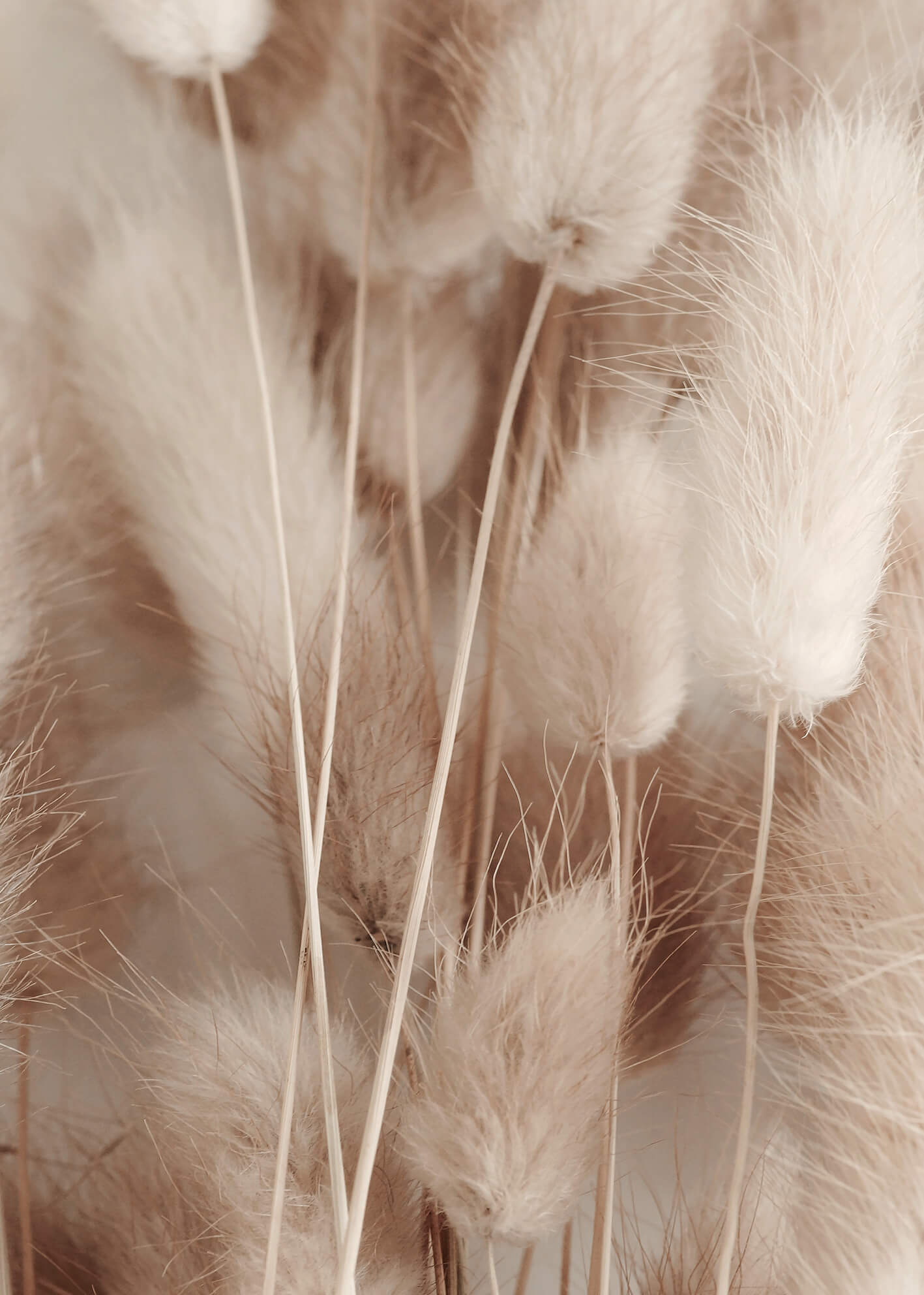 Canvastavla - Pampas Fluff