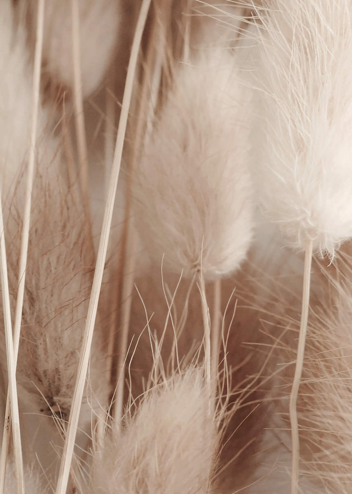 Canvastavla - Pampas Fluff