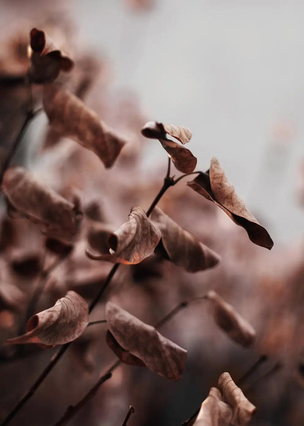 Poster - Whispering Leaves