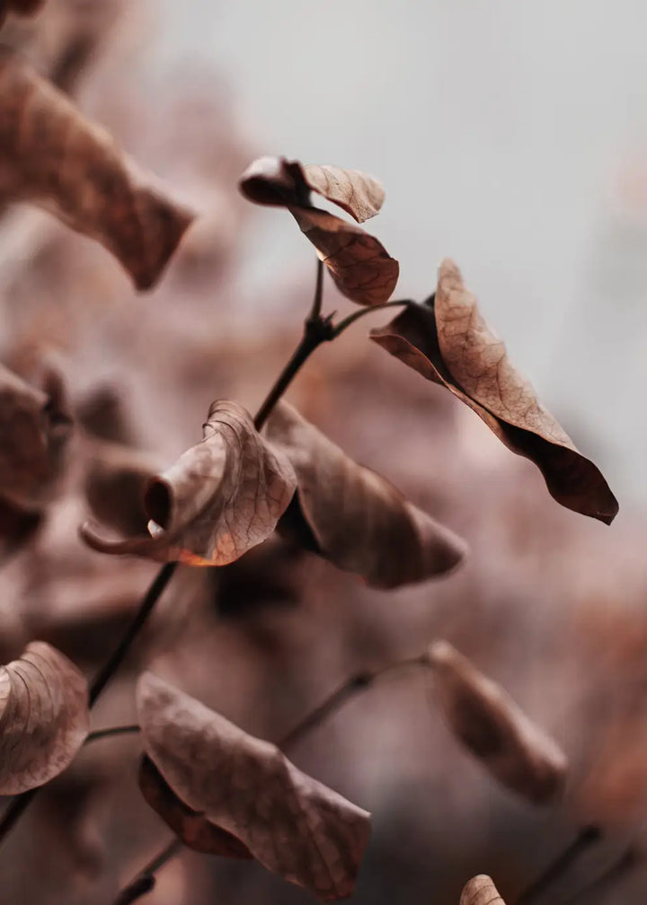 Canvastavla - Whispering Leaves
