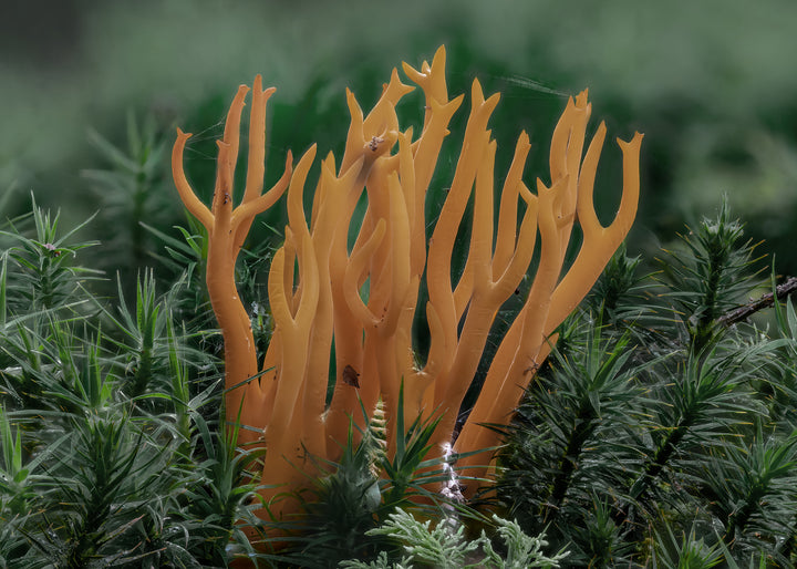 Canvastavla - Calocera