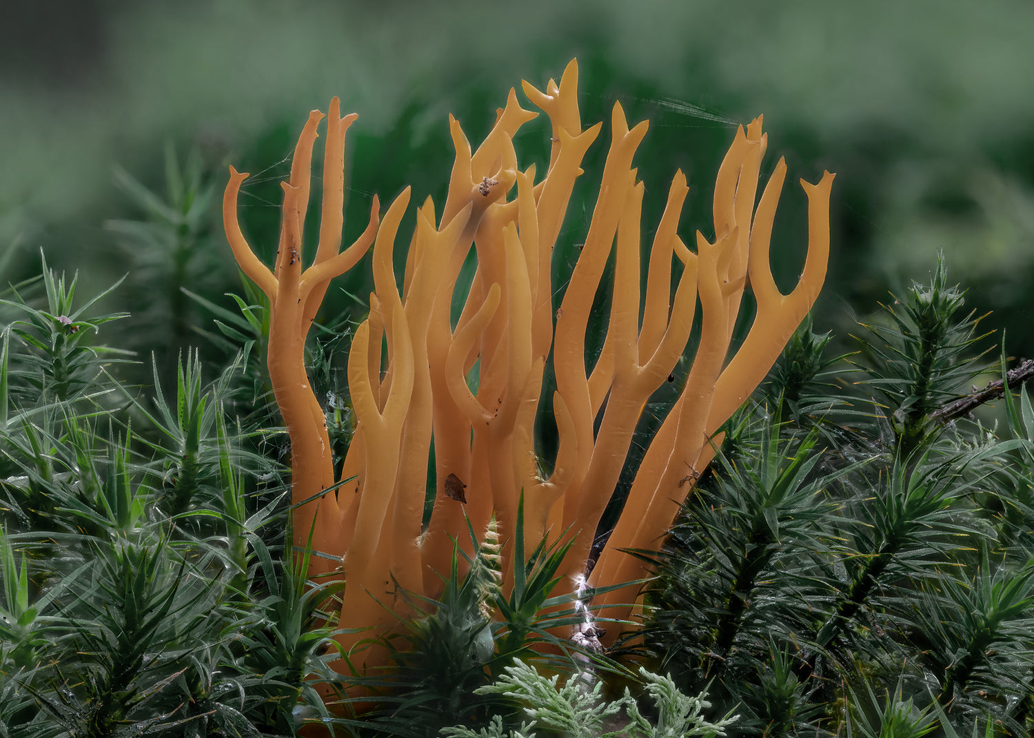Ljuddämpande tavla - Calocera