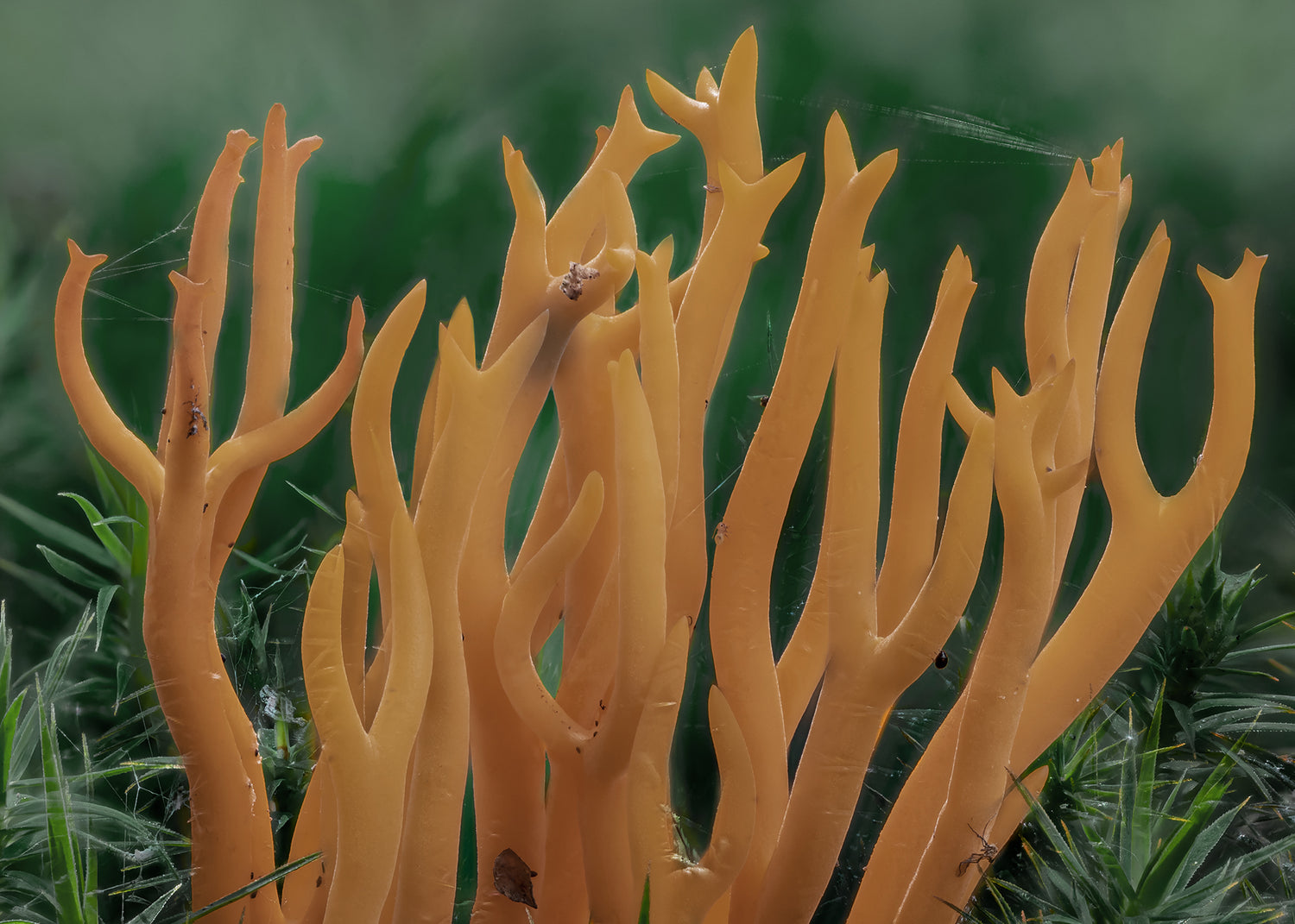 Canvastavla - Calocera