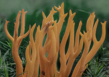 Canvastavla - Calocera