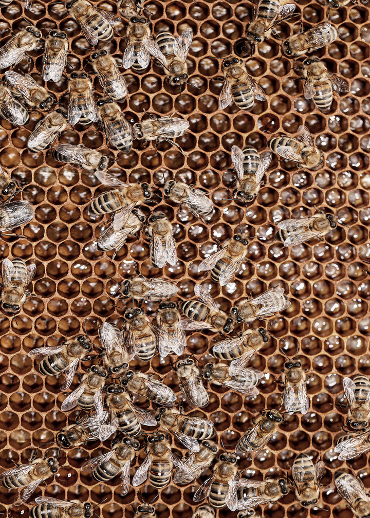 Canvastavla - Honey