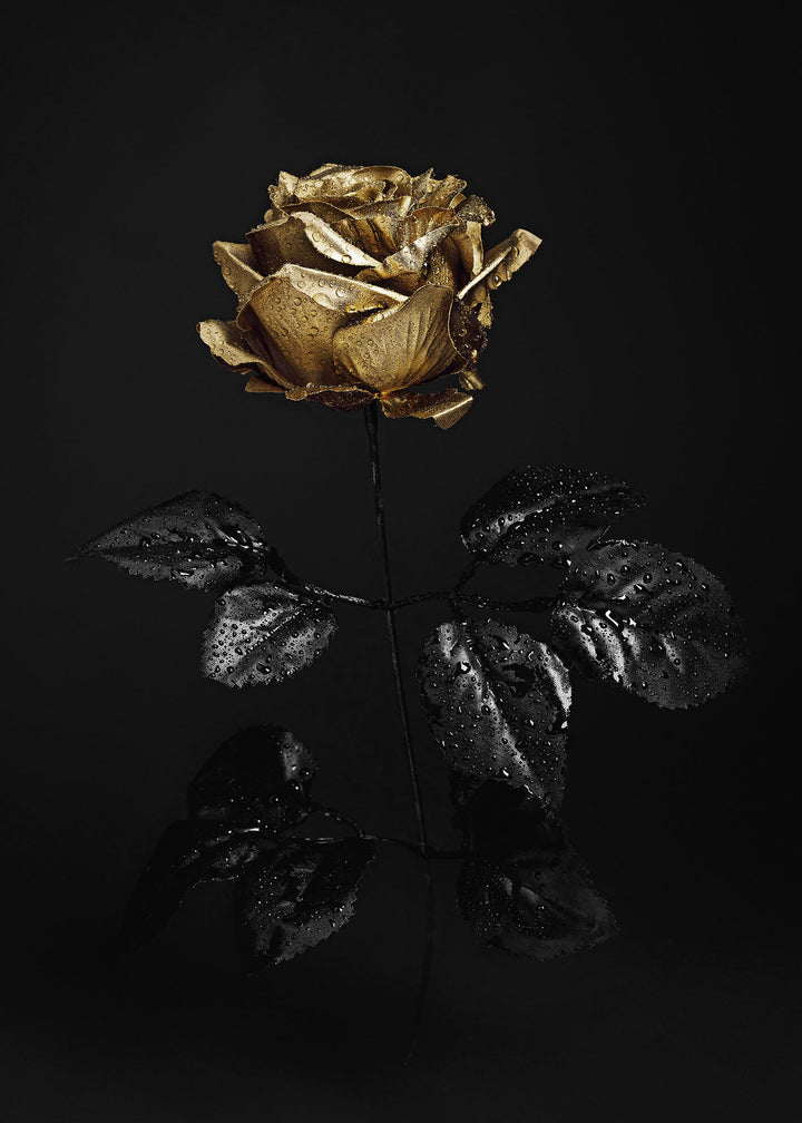 Canvastavla - Golden Rose