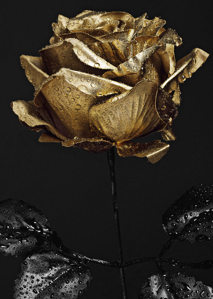 Canvastavla - Golden Rose
