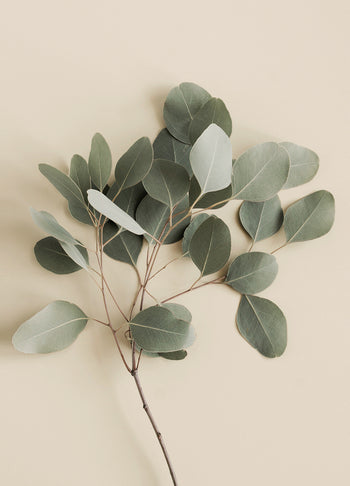 Canvastavla - Eucalyptus Branches
