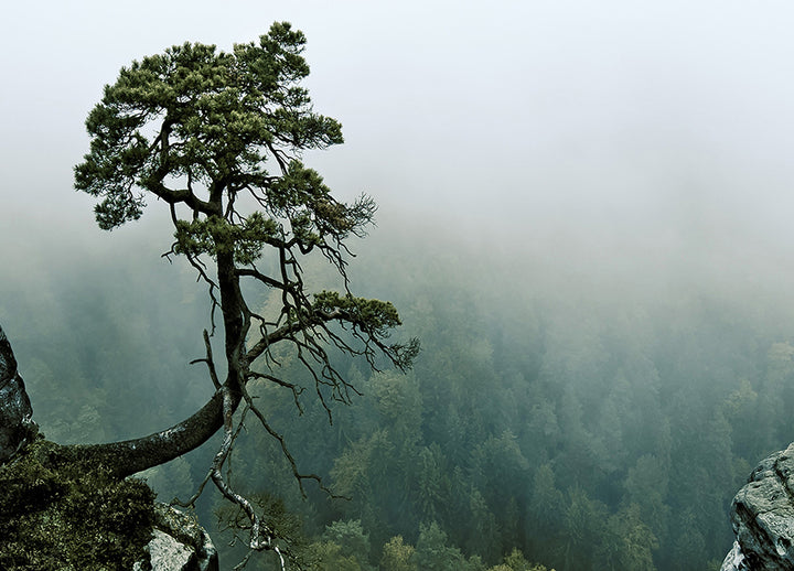 Canvastavla - Cliffs