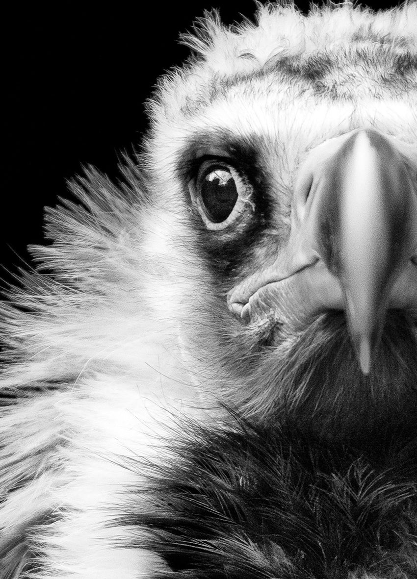 Canvastavla - Vulture
