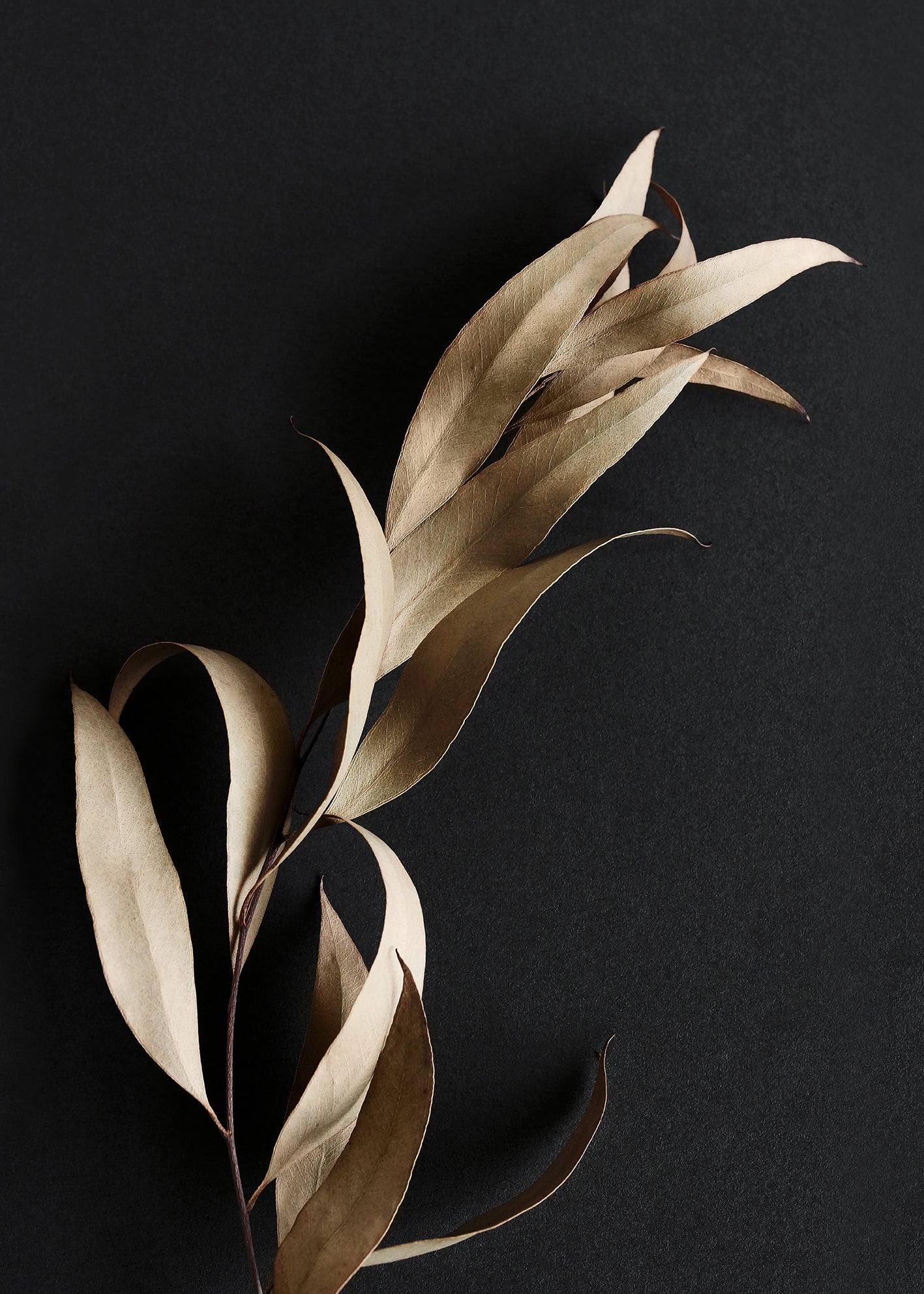 Canvastavla - Eucalyptus