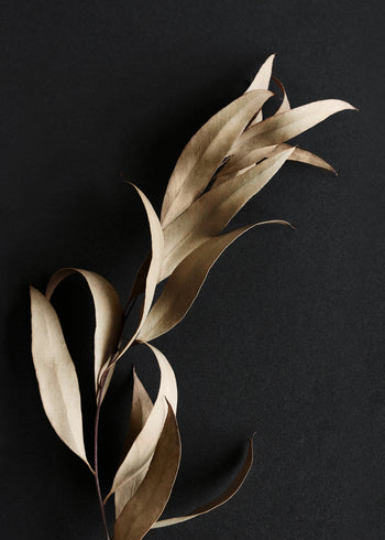 Ljuddämpande tavla - Eucalyptus