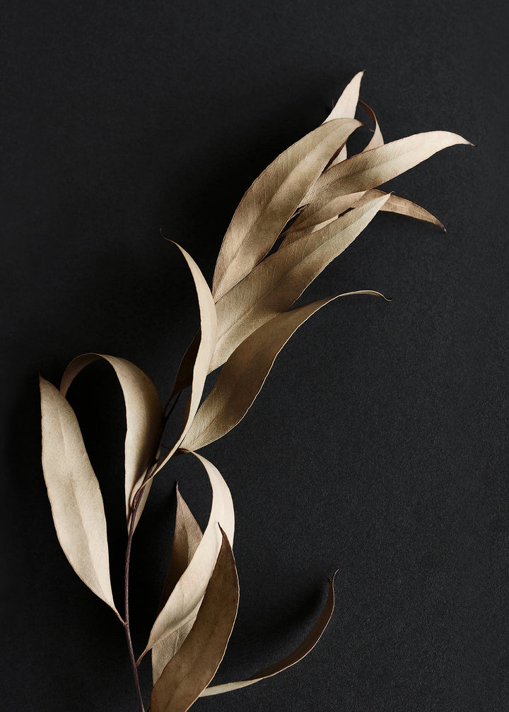 Ljuddämpande tavla - Eucalyptus