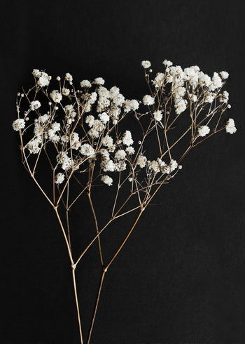 Ljuddämpande tavla - Gypsophila