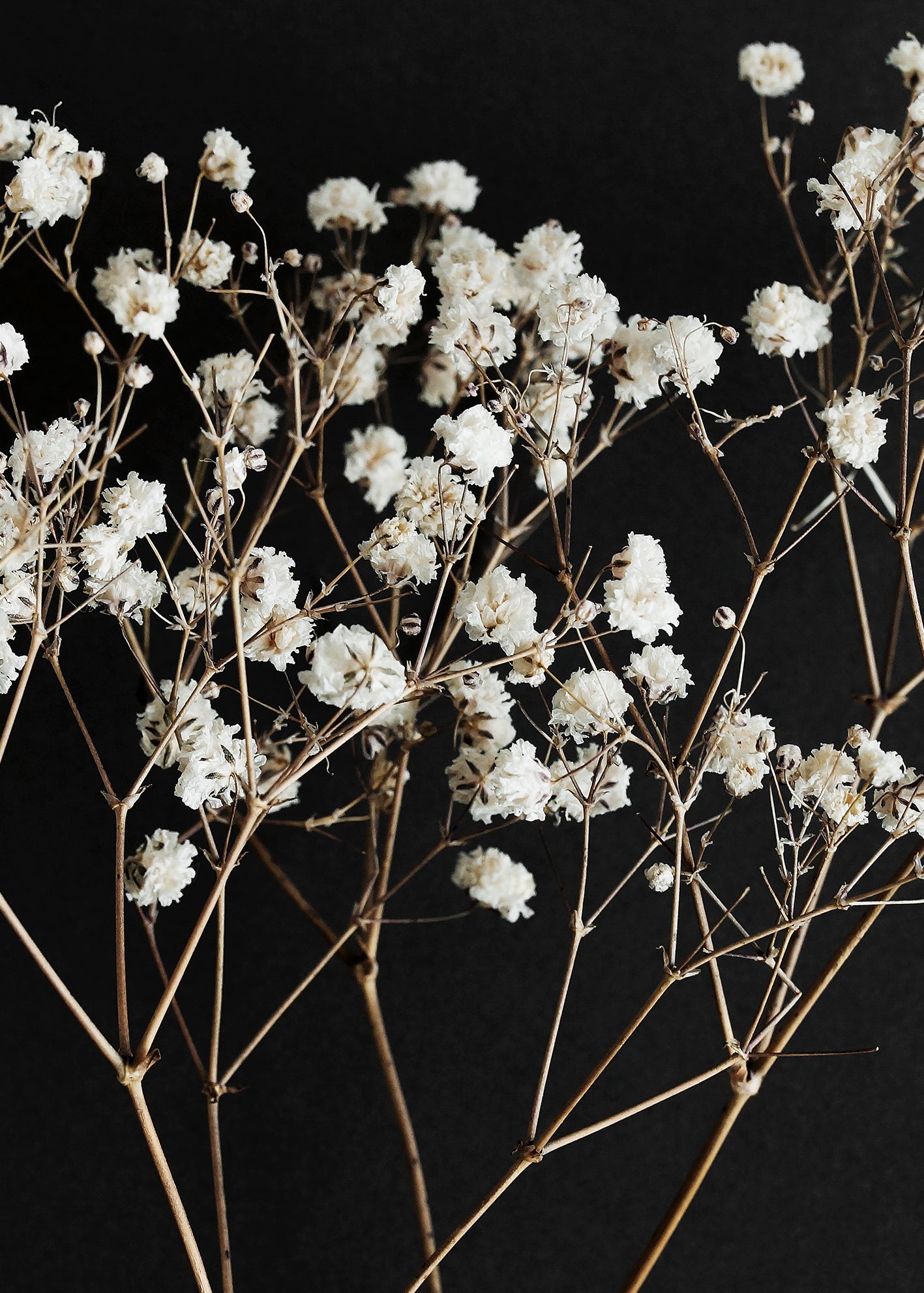 Canvastavla - Gypsophila
