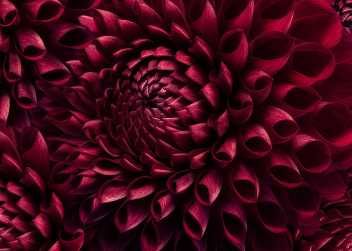Canvastavla - Dahila Viva Magenta
