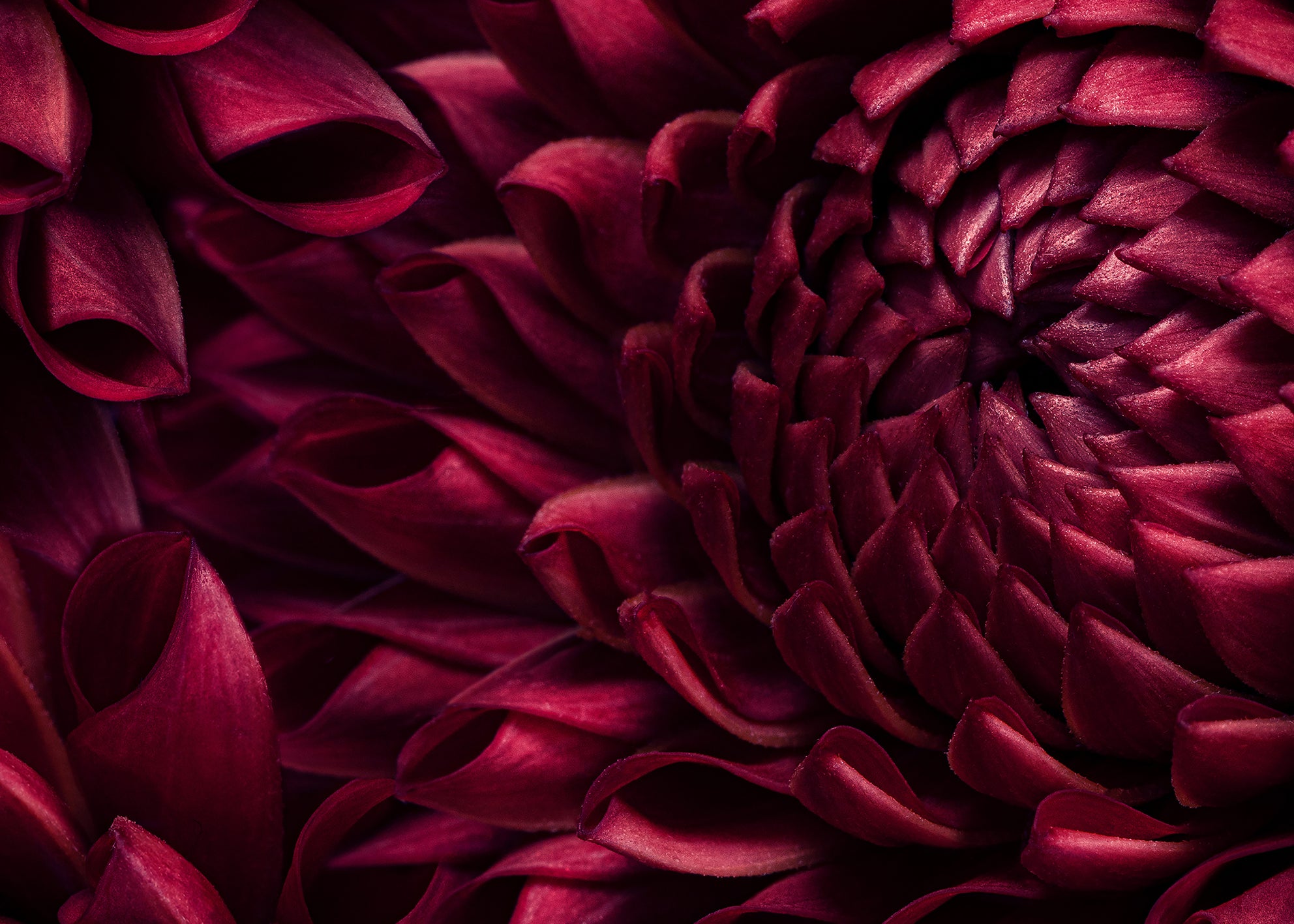 Canvastavla - Dahila Viva Magenta