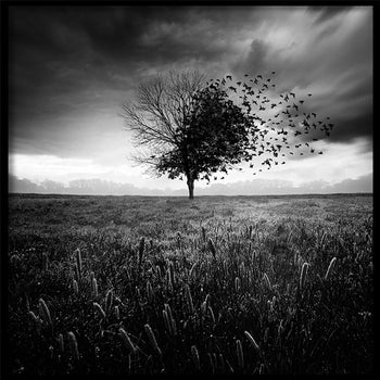 Poster - Fly Away